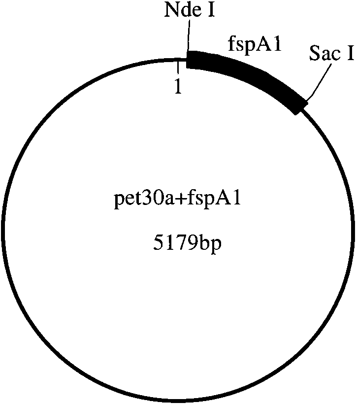 Polysaccharide conjugate vaccine and preparation method thereof