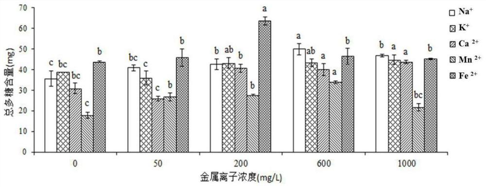 Method for increasing polysaccharide content of shiitake mushroom variety 808