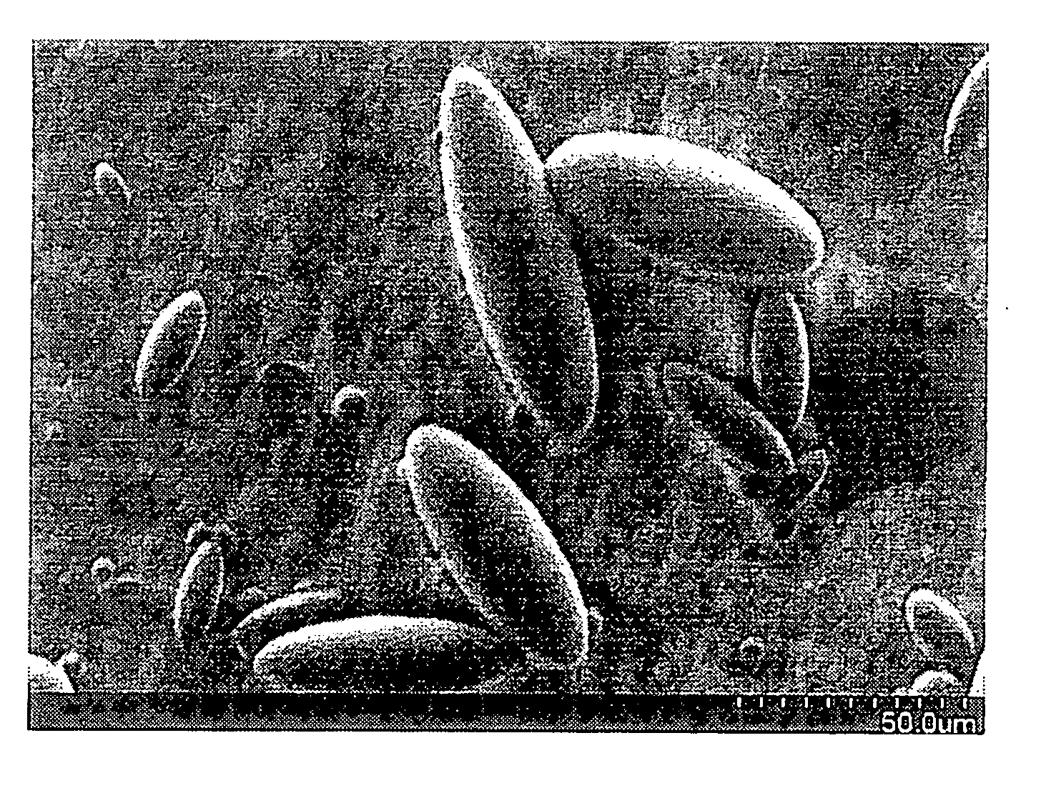 Oval-spherical organic polymer particle and process for producing the same