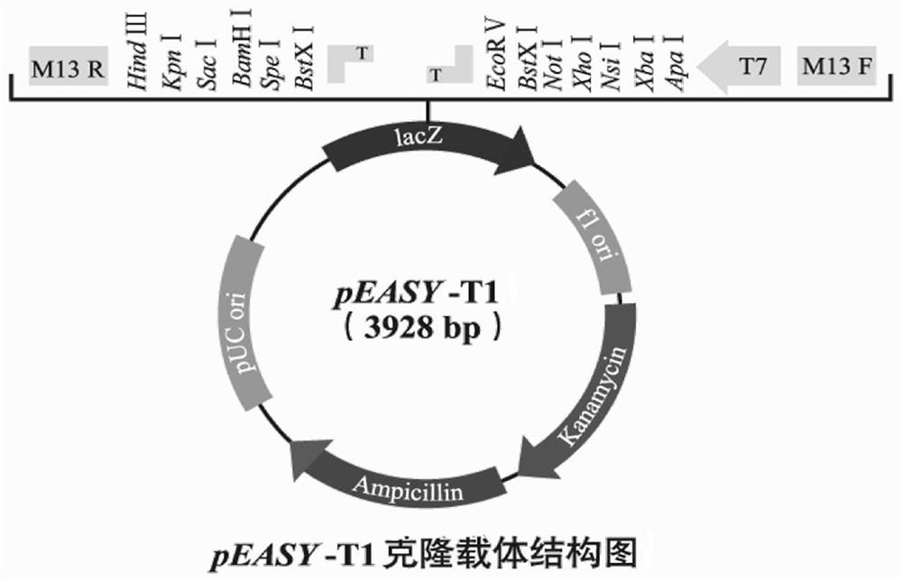 A kind of Chilo suppressalis sdr gene and its encoded protein and application, dsrna and its amplified primer pair and application