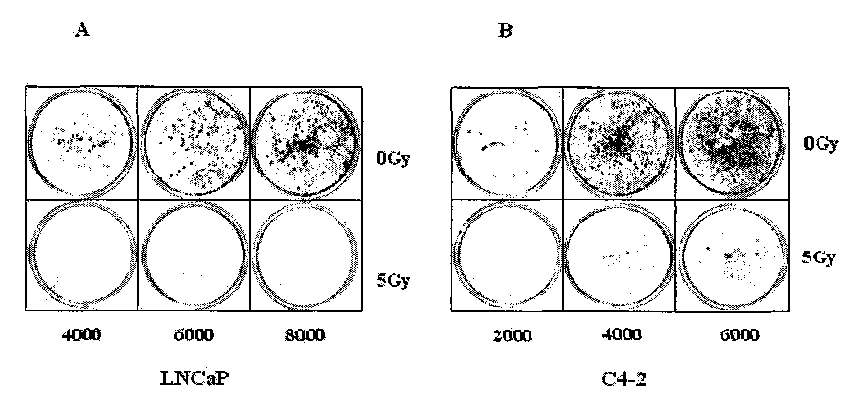 New use of cell line LNCaP and cell line C4-2