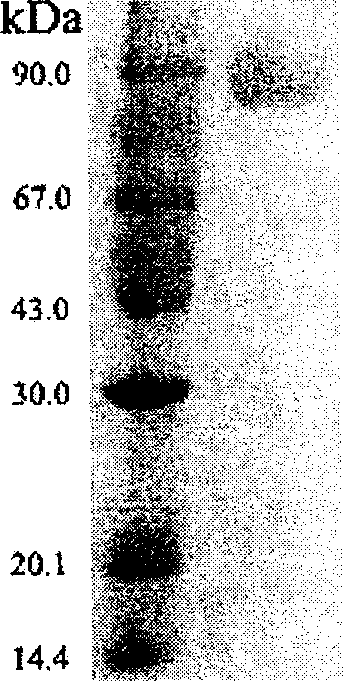 Excition of inducing anti-disease ability of plant system