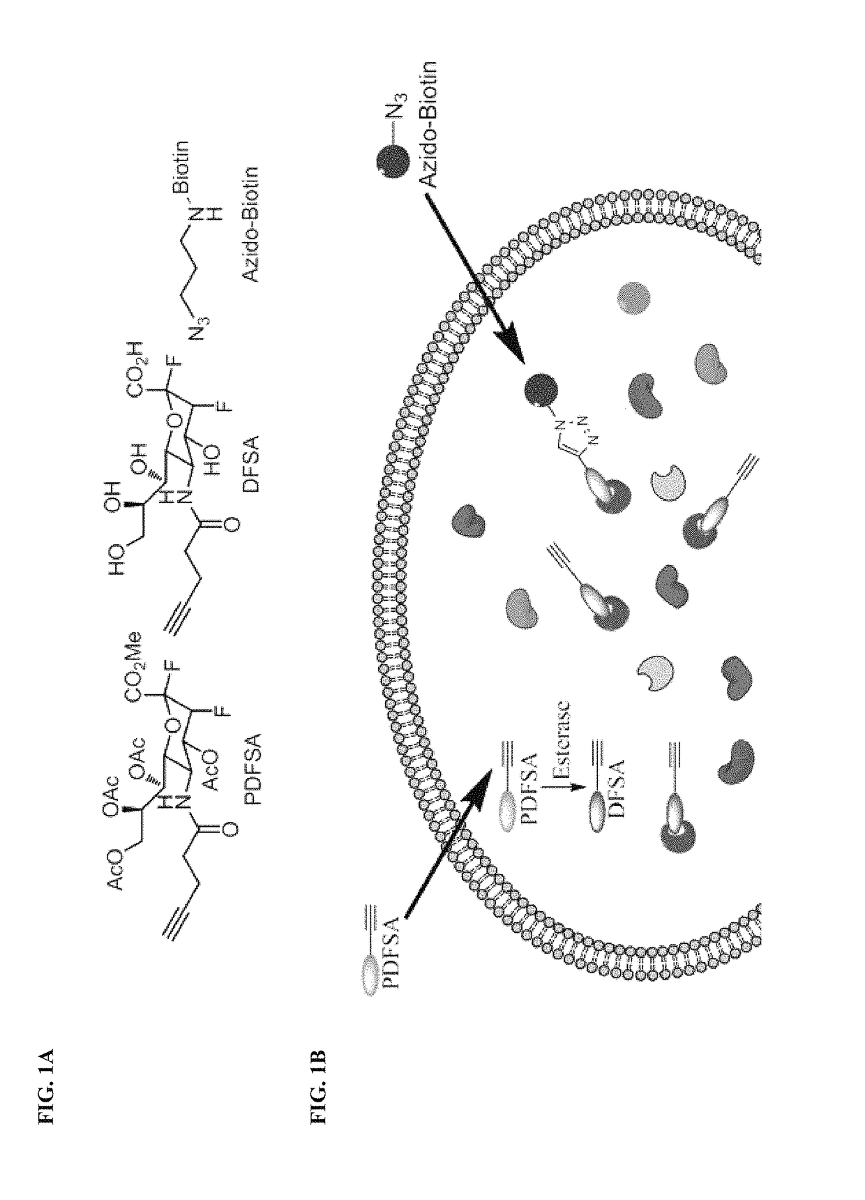 Cell-permeable probes for identification and imaging of sialidases