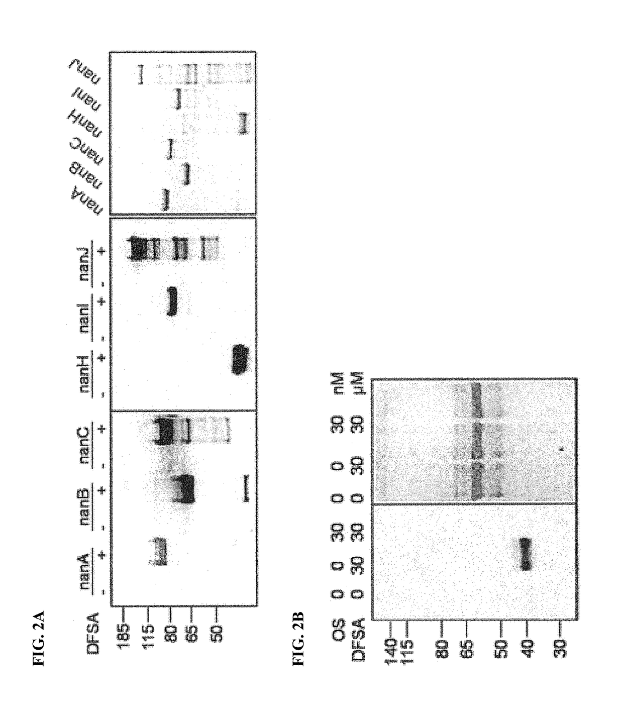 Cell-permeable probes for identification and imaging of sialidases