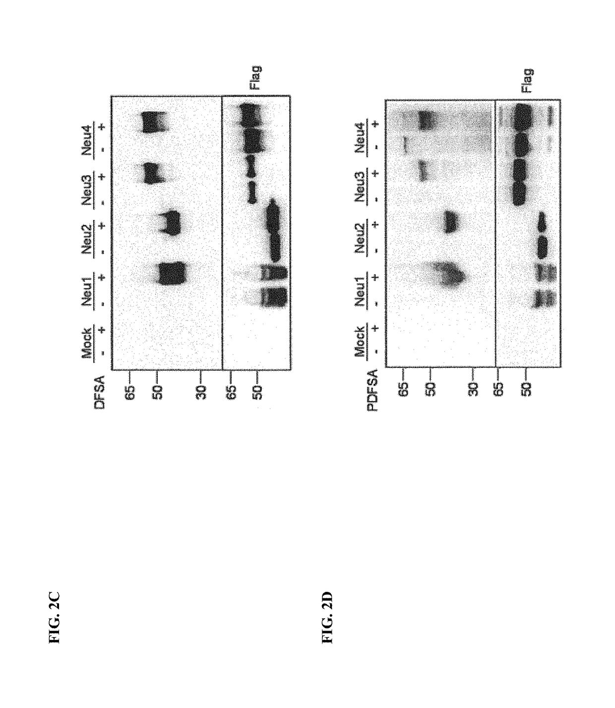 Cell-permeable probes for identification and imaging of sialidases