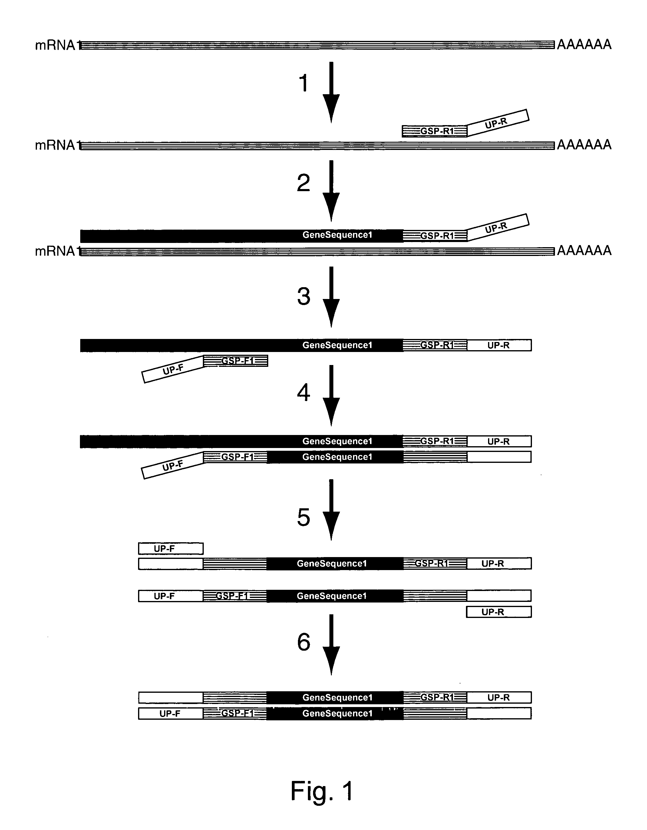 Expression profiling using microarrays