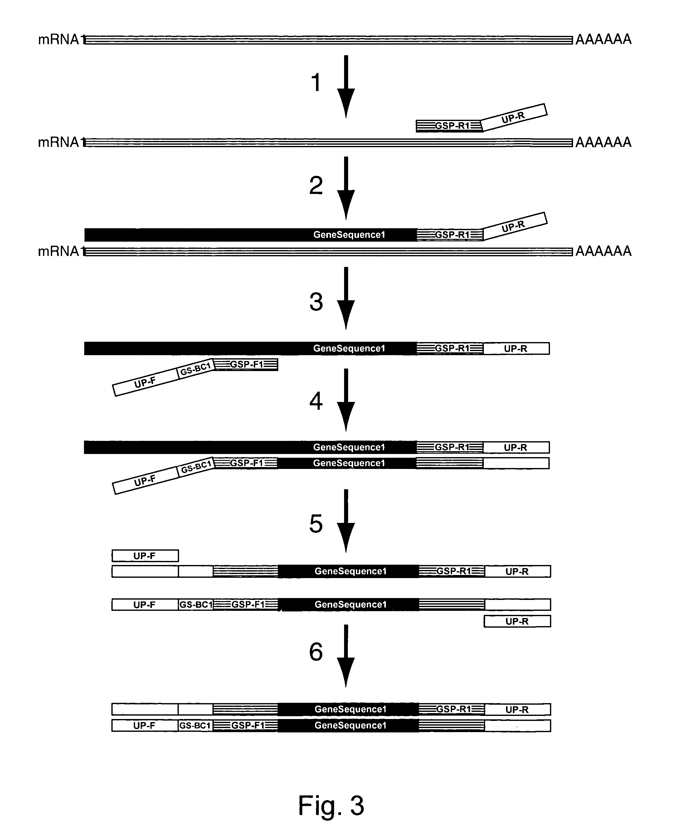 Expression profiling using microarrays