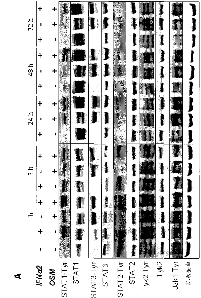 Oncostatin m as promoter of immunostimulatory activity of human epithelial cells