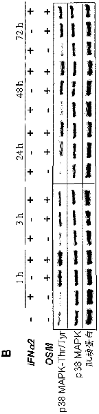 Oncostatin m as promoter of immunostimulatory activity of human epithelial cells