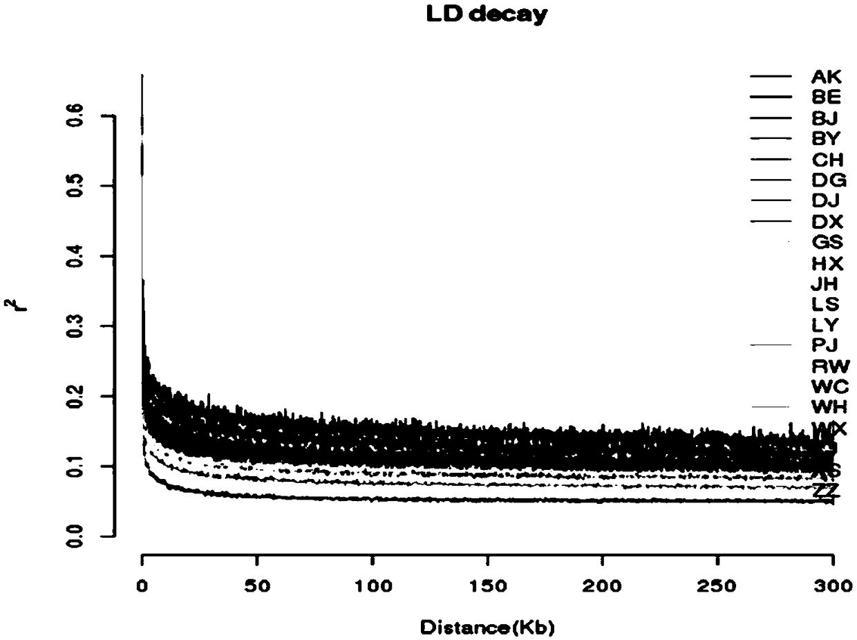 Method for screening SNP molecular markers of Henan chicken fighting genome and an application thereof