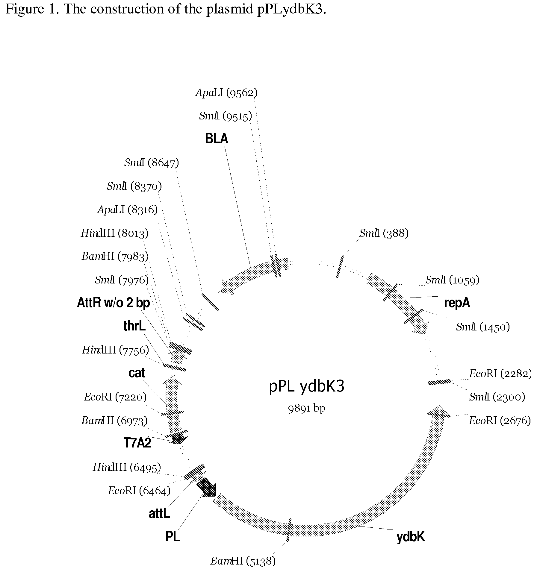 Method for producing an L-amino acid using a bacterium of the Enterobacteriaceae family