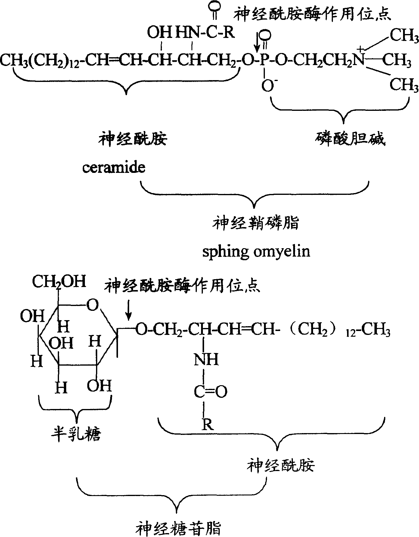 Application of Yazhi-fangshe Mucor in use for preparing ceramide