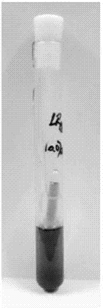 Denitrifying bacteria and aquatic plant-microbe combined rehabilitation method using same