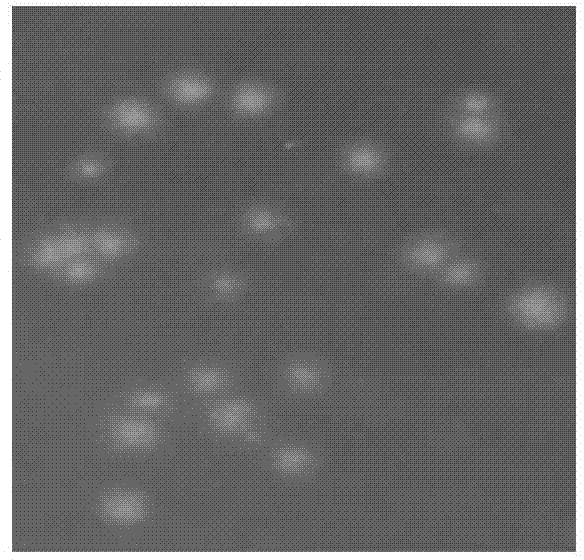 Denitrifying bacteria and aquatic plant-microbe combined rehabilitation method using same