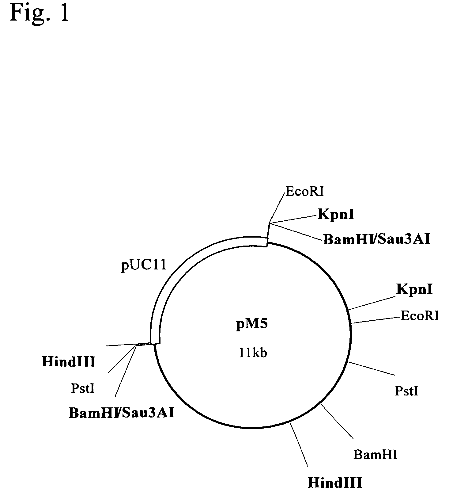 Polynucleotide encoding a thermostable amide hydrolase and methods for producing an L-α-amino acid