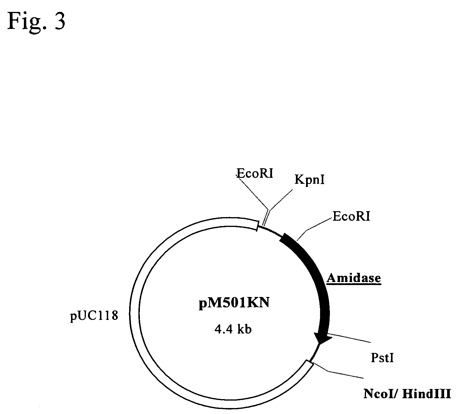 Polynucleotide encoding a thermostable amide hydrolase and methods for producing an L-α-amino acid