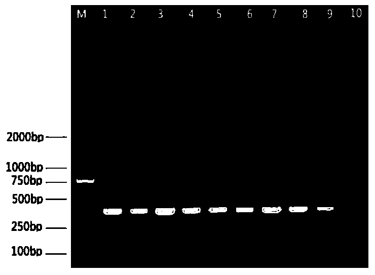 A strain of porcine pseudorabies virus