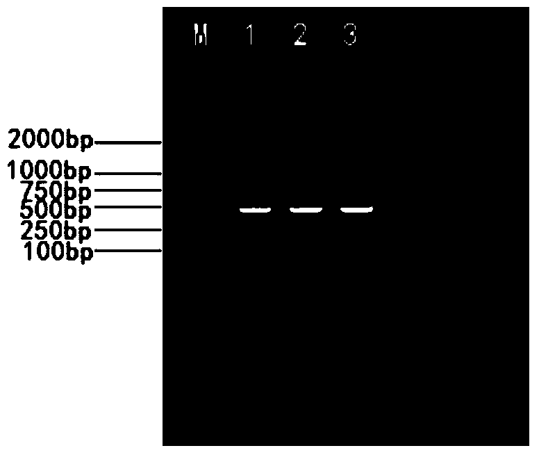 A strain of porcine pseudorabies virus