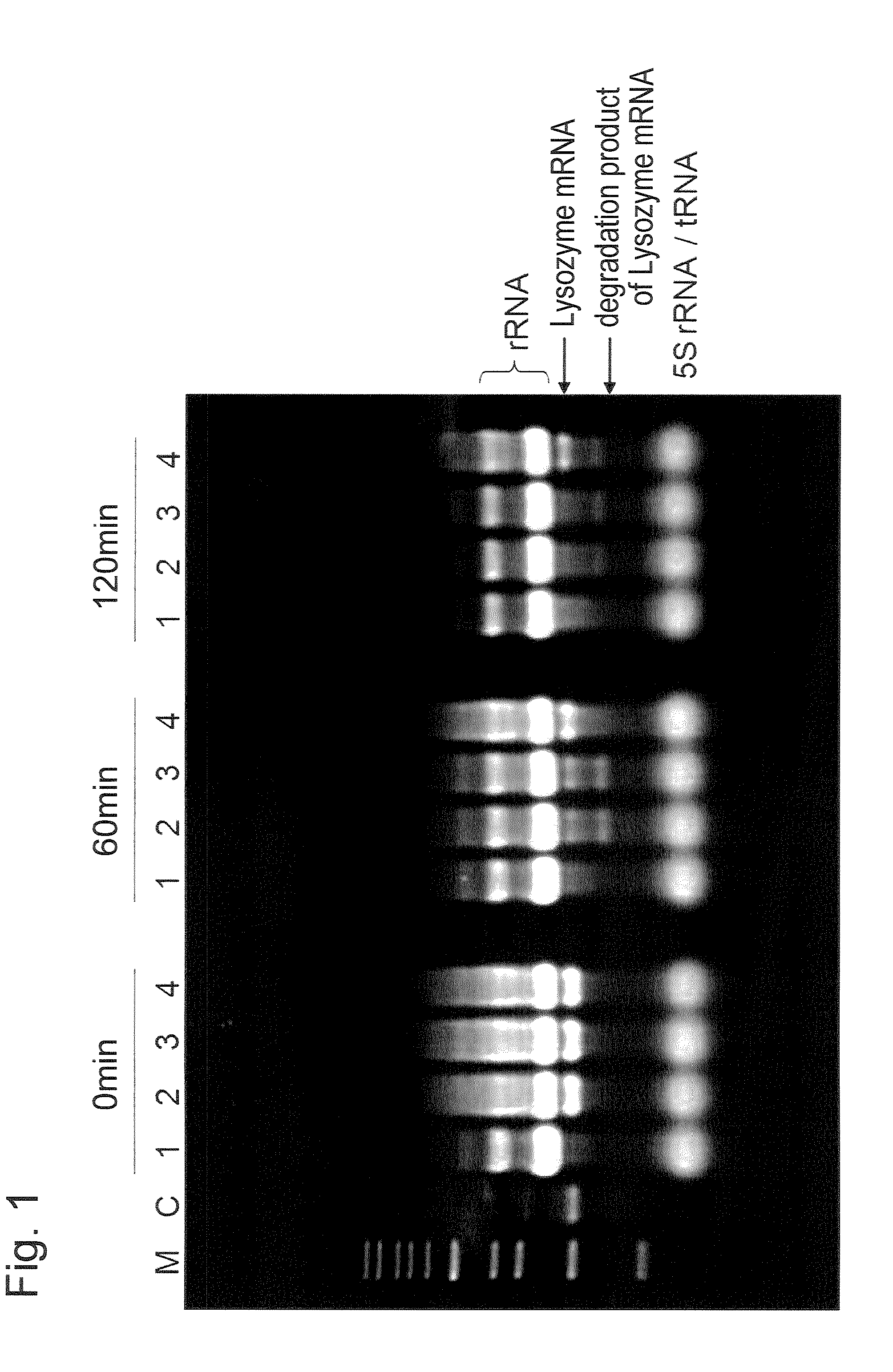 Cell-free protein synthesis method and cell-free protein synthesis reaction solution using adenosine 3',5'-bisphosphate