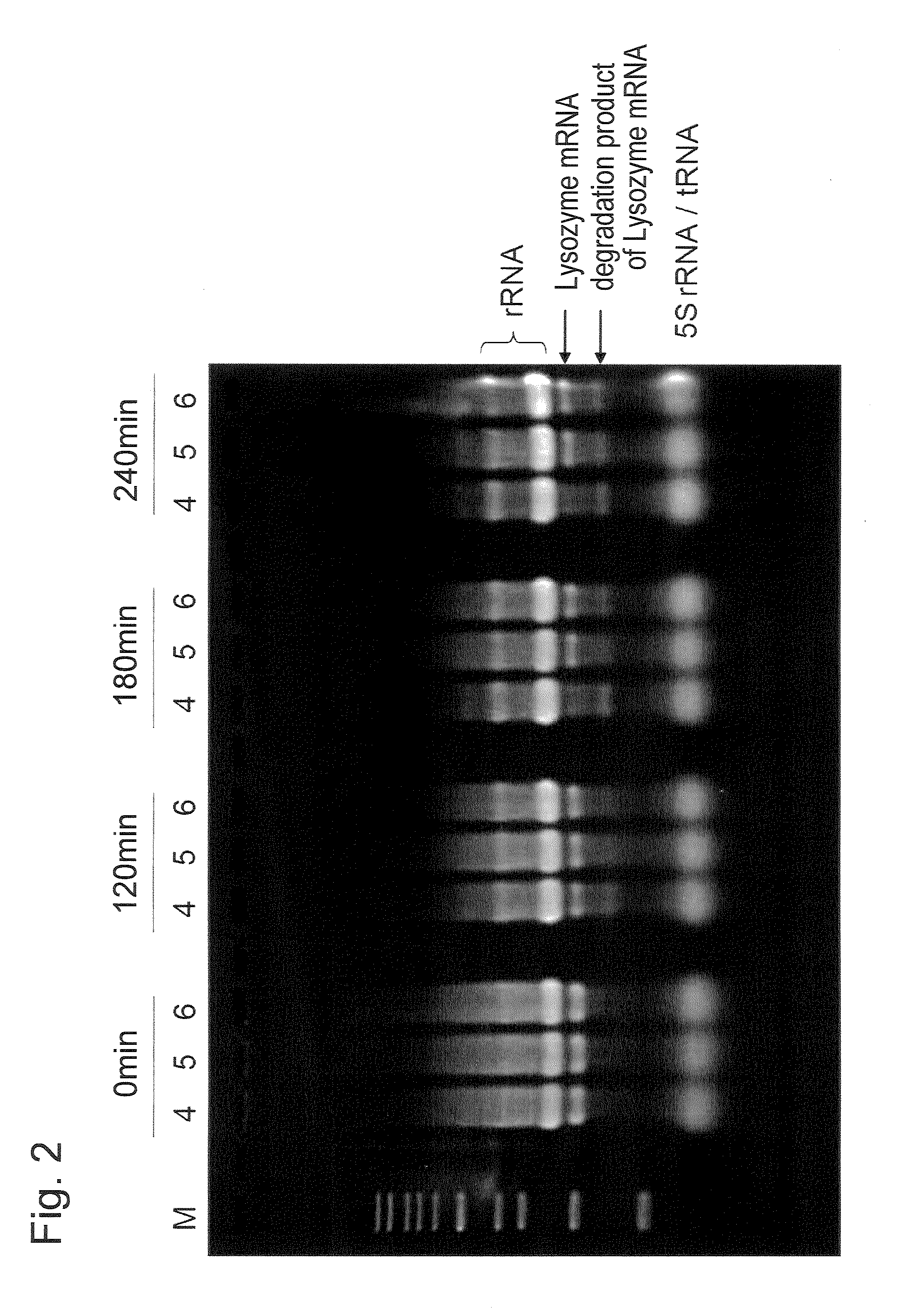 Cell-free protein synthesis method and cell-free protein synthesis reaction solution using adenosine 3',5'-bisphosphate