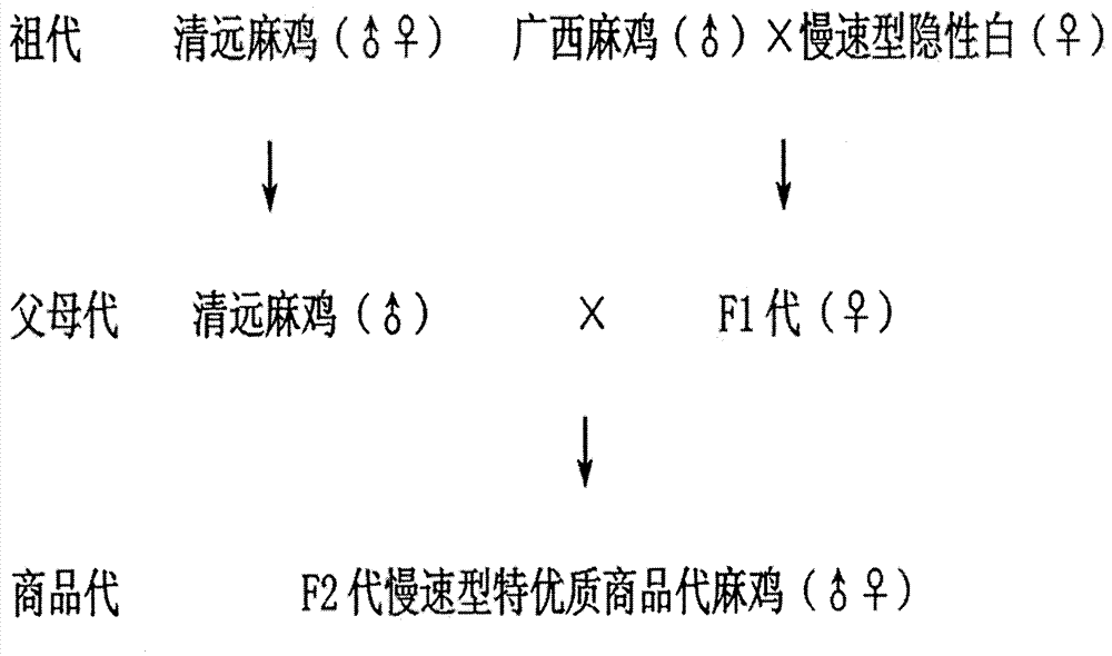 Method for cultivating slow type special-high quality ma chickens