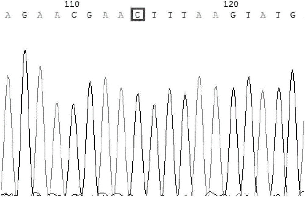 Method for detecting polymorphism of human gastric cancer susceptible genes IL17A rs3748067 by aid of ApoI