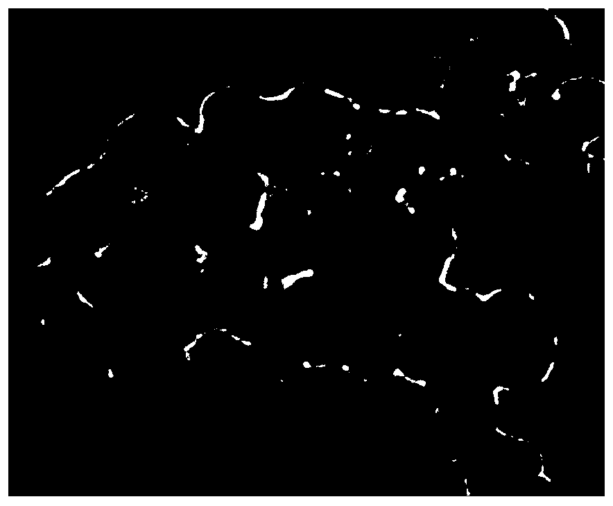 Carbon nanoparticles for scavenging free radicals as well as preparation method and application thereof