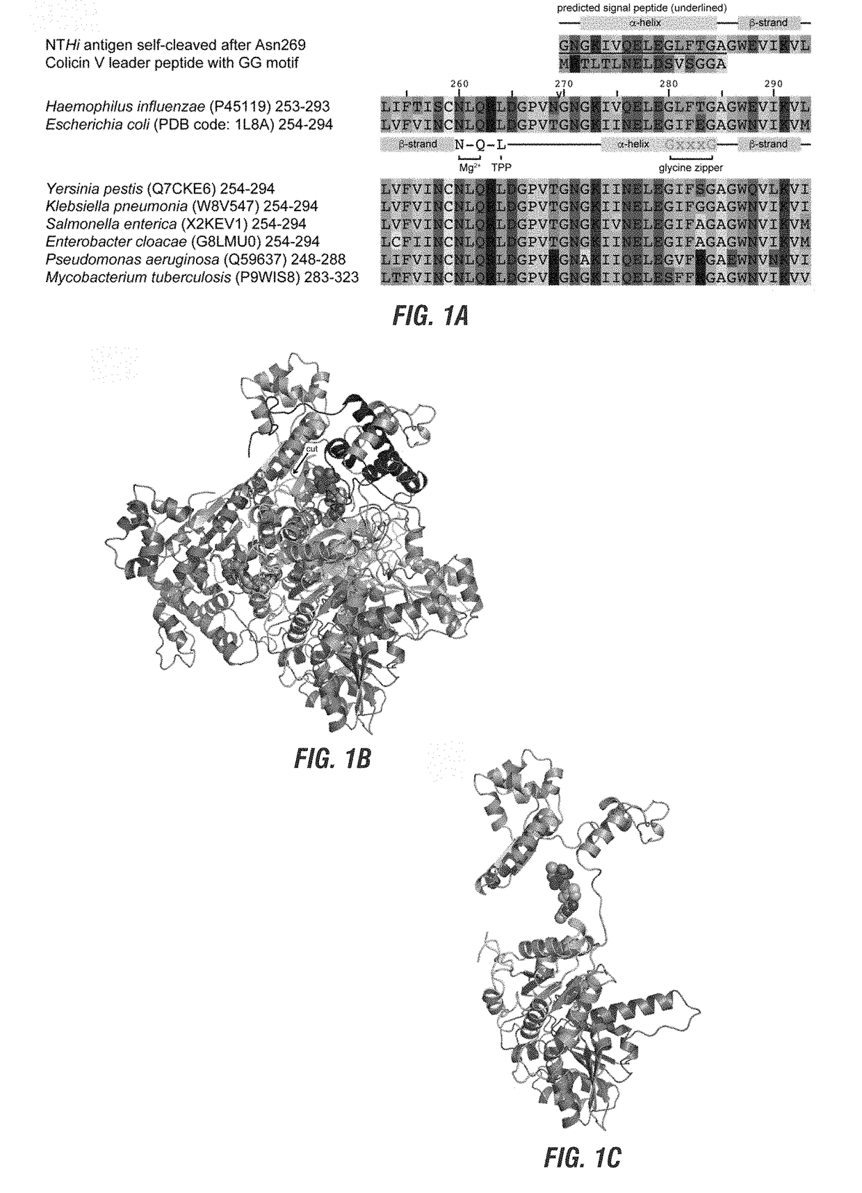 Haemophilus influenzae immunogen