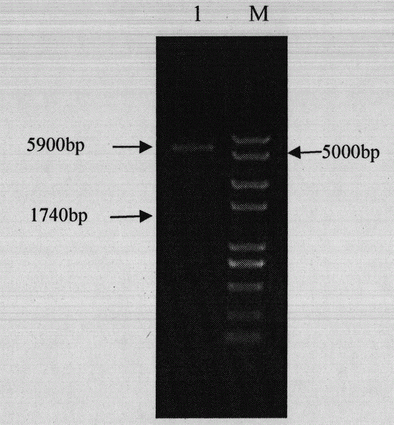 Porcine parvovirus VP2 affinity peptide and coding nucleotide thereof