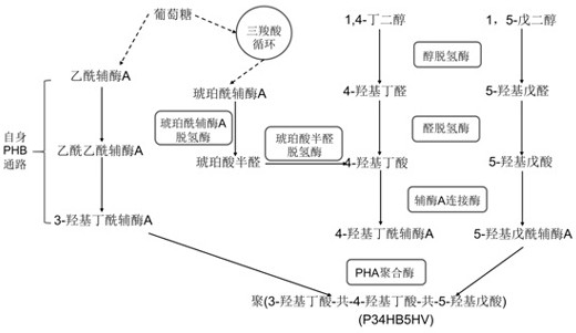 Poly(3-hydroxybutyrate-4-hydroxybutyrate-5-hydroxyvaleric acid) terpolymer and construction of its microbial production strain