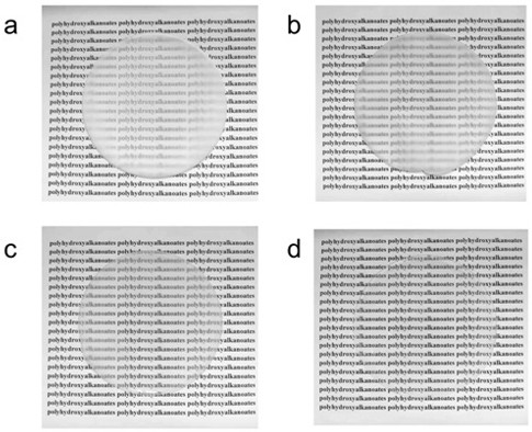 Poly(3-hydroxybutyrate-4-hydroxybutyrate-5-hydroxyvaleric acid) terpolymer and construction of its microbial production strain