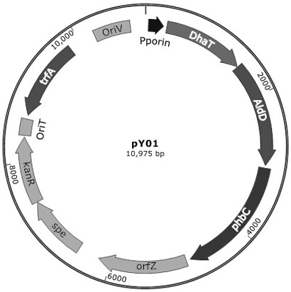 Poly(3-hydroxybutyrate-4-hydroxybutyrate-5-hydroxyvaleric acid) terpolymer and construction of its microbial production strain