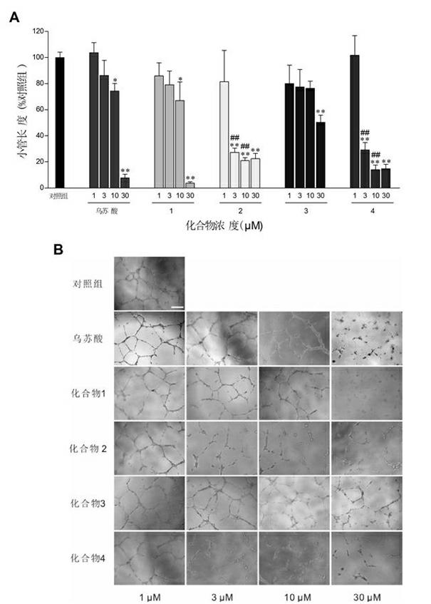 Application of total triterpenes in preparing drugs inhibiting angiogenesis