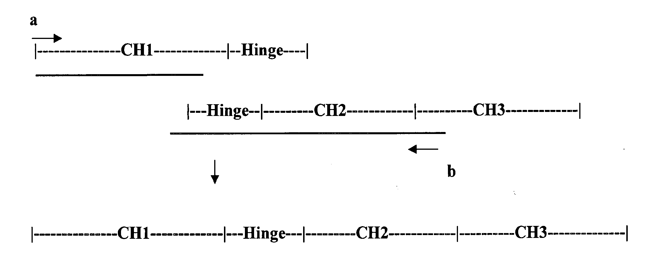 Immunoglobulin fusion proteins