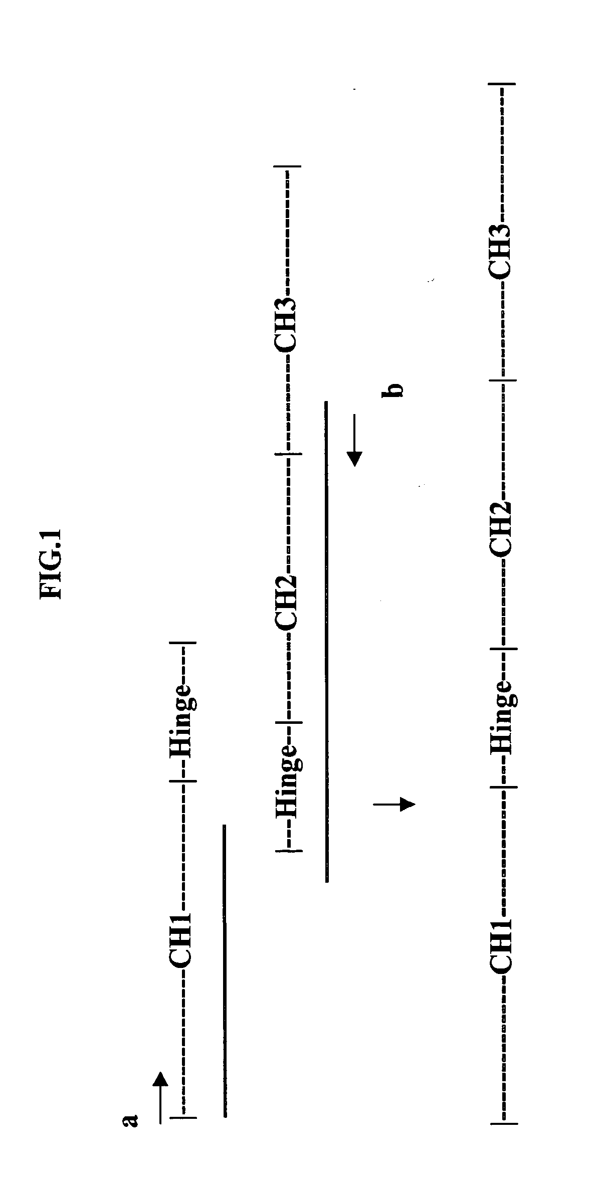 Immunoglobulin fusion proteins