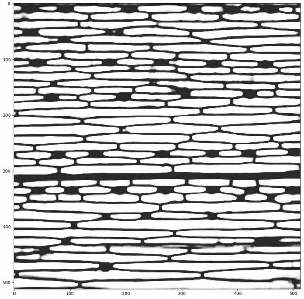 Microscopic image-based gramineous plant leaf stomatal index measurement method