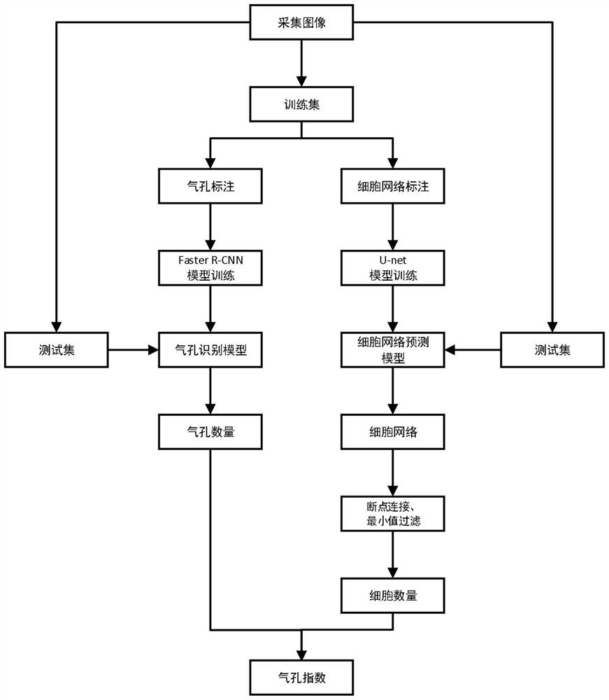 Microscopic image-based gramineous plant leaf stomatal index measurement method