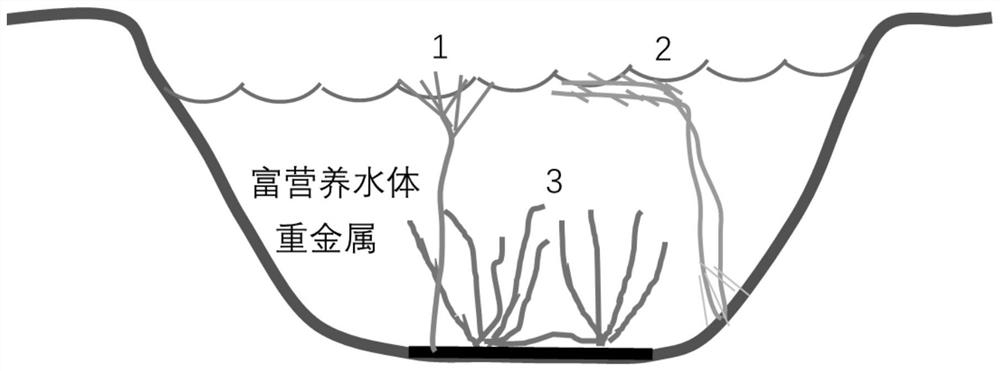 A method for enriching heavy metals in eutrophic water by using the arrangement of submerged plants