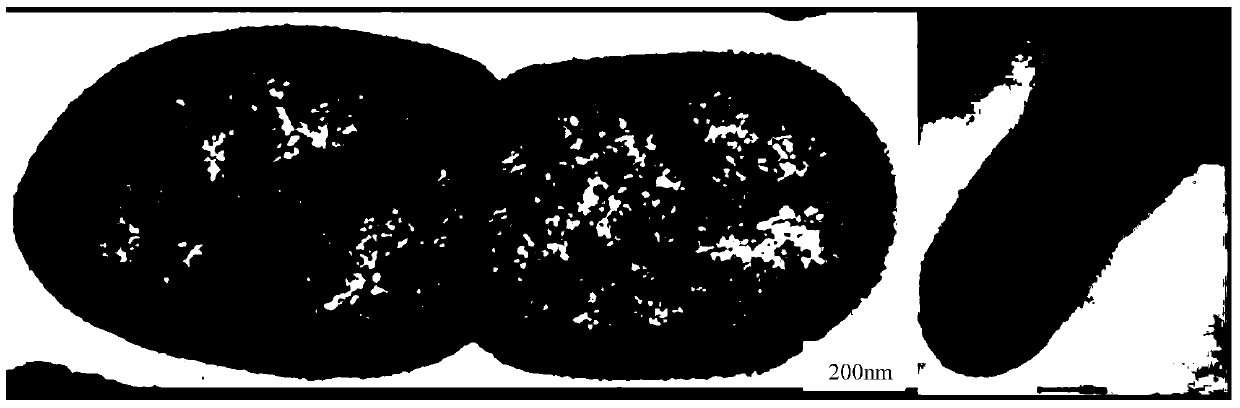 Enterobacter cloacae and its use