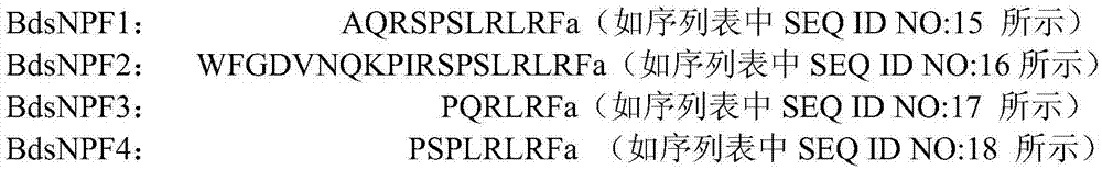 Application of neuropeptide sNPF (short neuropeptide F) and receptor gene thereof in bactrocera dorsalis specificity control agent