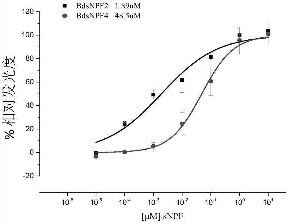 Application of neuropeptide sNPF (short neuropeptide F) and receptor gene thereof in bactrocera dorsalis specificity control agent