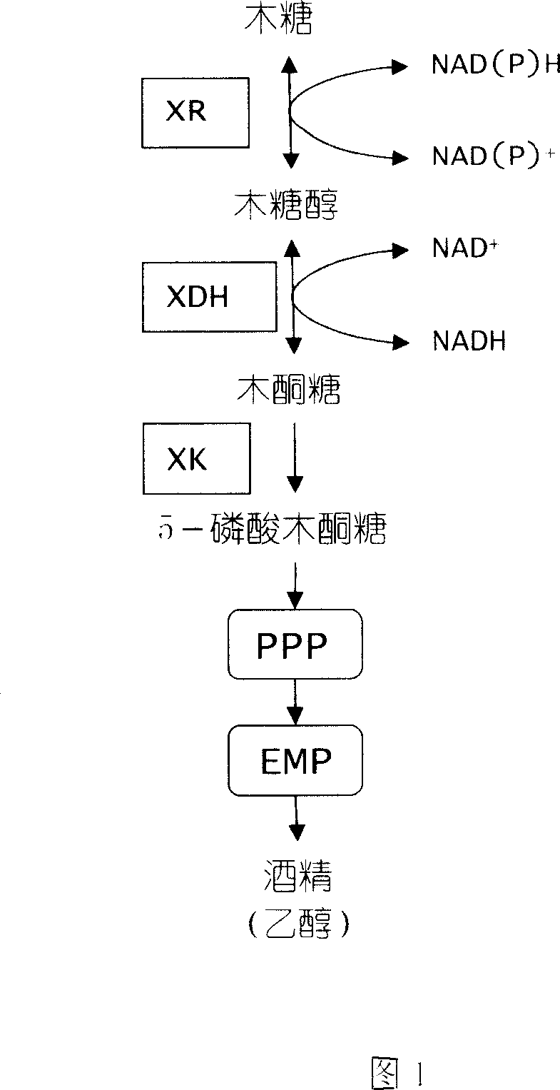 Process for producing alcohol by co-fermentation of glucose and xylose