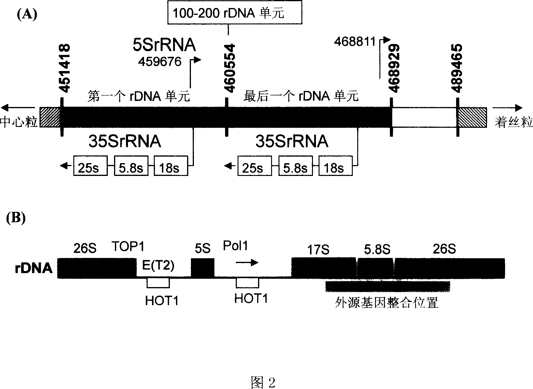 Process for producing alcohol by co-fermentation of glucose and xylose