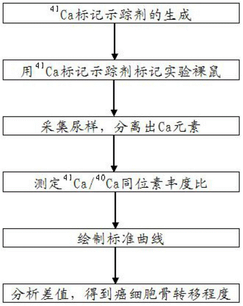 Isotopic tracing method for monitoring cancer cell osseous metastasis