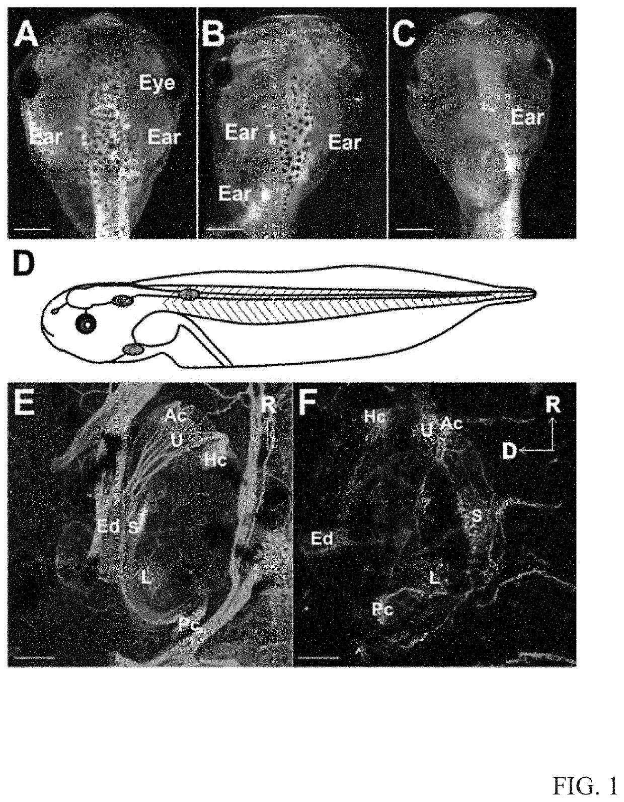 Compositions and methods torestore hearing loss and balance through embryonic ear transplant