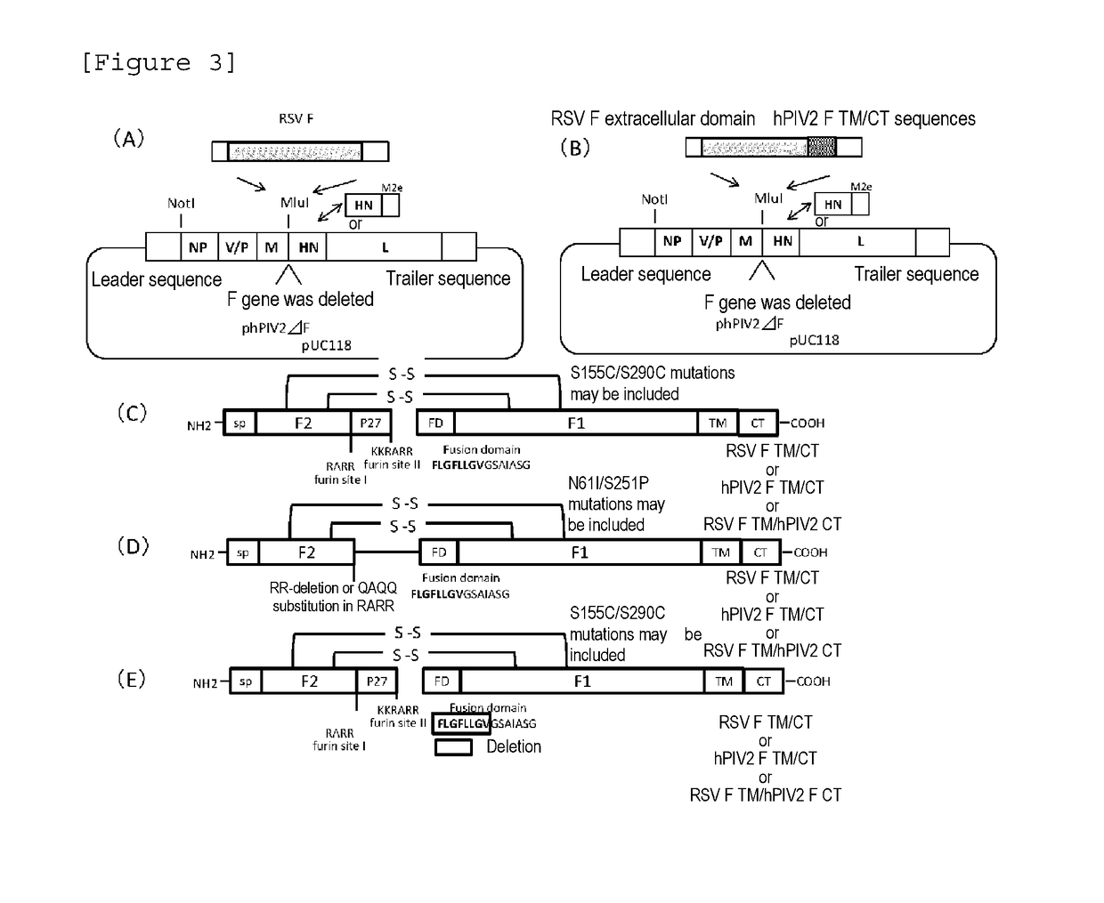 Human parainfluenza virus type 2 vector and vaccine