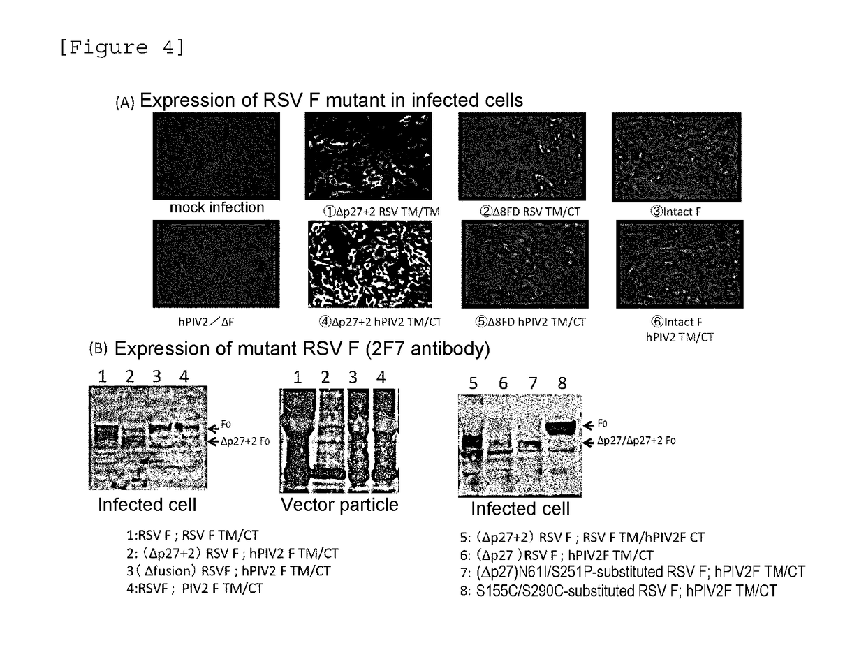 Human parainfluenza virus type 2 vector and vaccine