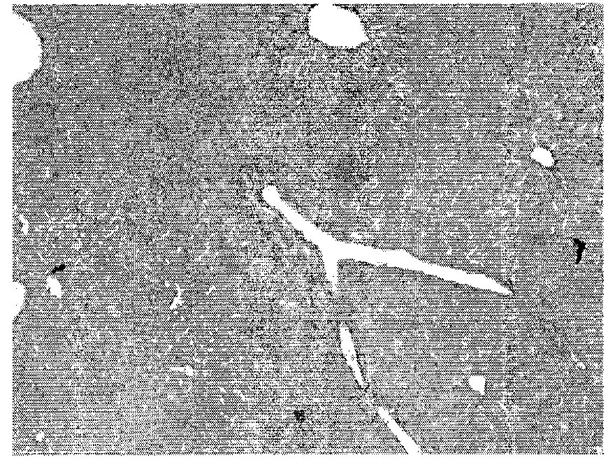 Compositions and methods for the treatment of disease