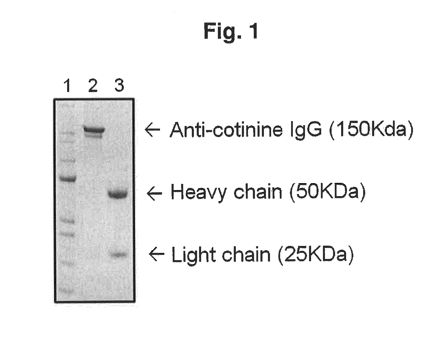 Complex in which Anti-cotinine antibody is bound to conjugate of cotinine and binding substance, and use thereof