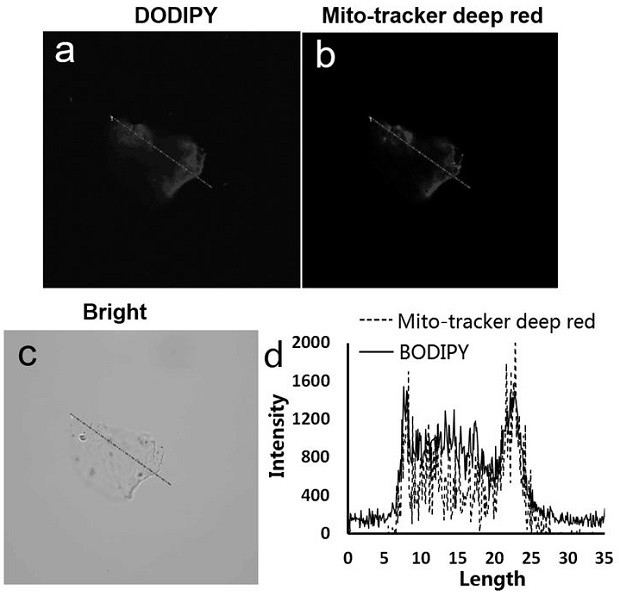 A kind of ratiometric pH probe with organelle or protein targeting function and its application